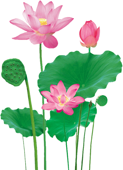 lotus